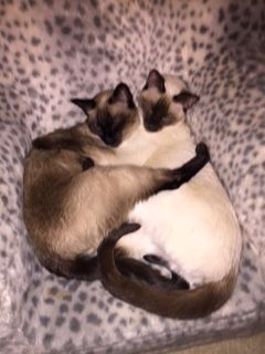 0201 Pet Parade 8